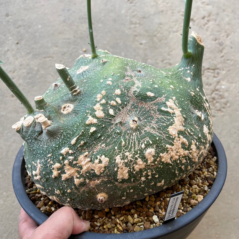 アデニア プセウドグロボーサ | STELLA.PLANTS アデニア プセウドグロボーサ | STELLA.PLANTS