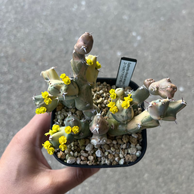 BS023 ユーフォルビア・クリビコラ 斑入り ユーフォルビア クリビコラ錦 1 | STELLA.PLANTS