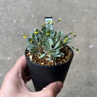 オトンナ カカリオイデス5