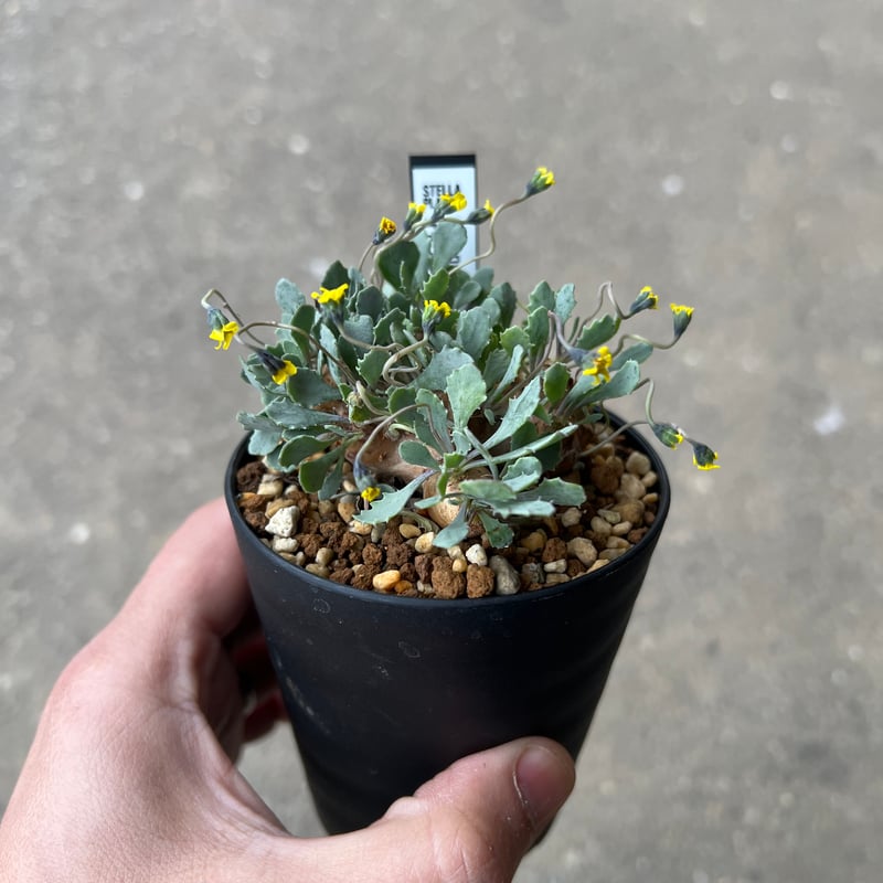 オトンナ カカリオイデス5 | STELLA.PLANTS