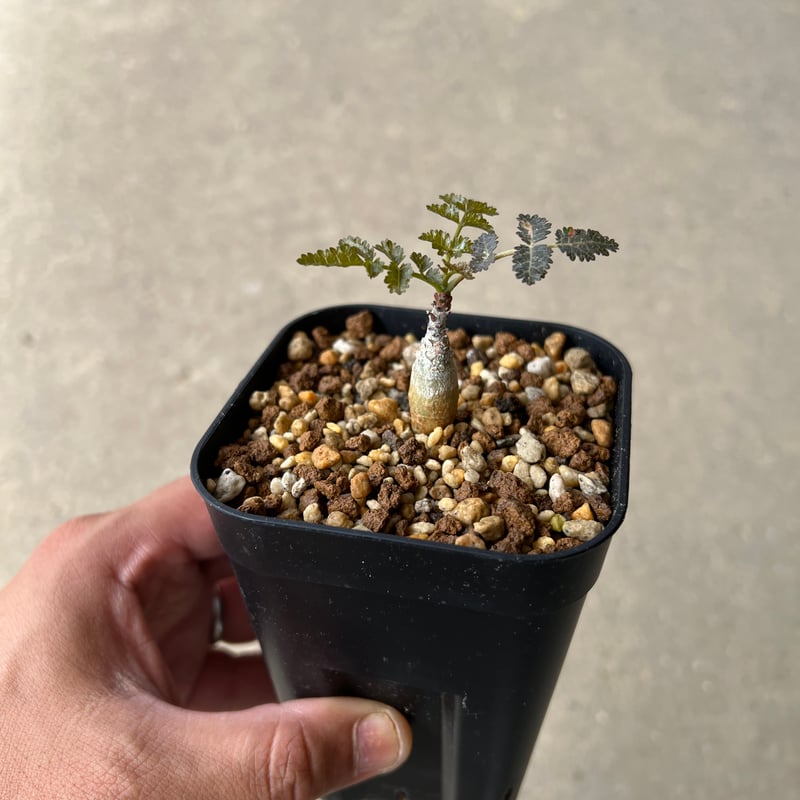 ボスウェリア サクラ | STELLA.PLANTS ボスウェリア サクラ | STELLA.PLANTS