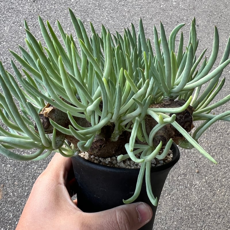 チレコドン ペアルソニー3.5-1 | STELLA.PLANTS