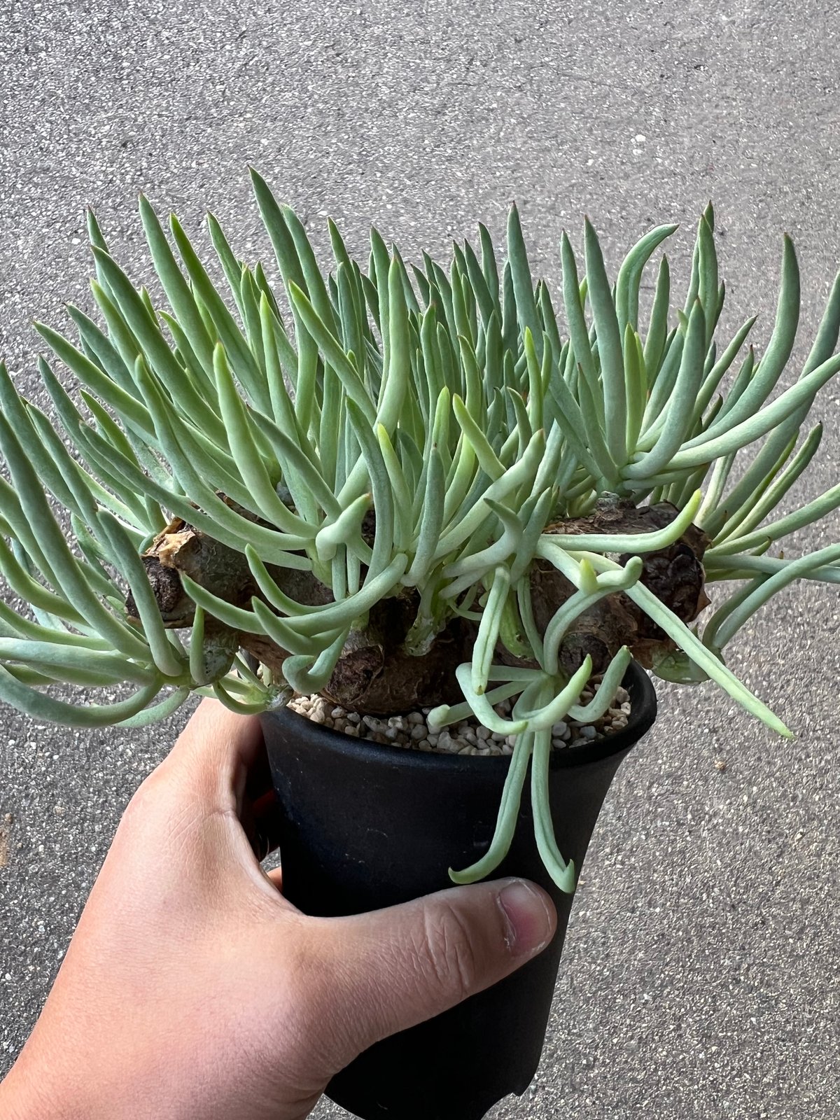 チレコドン ペアルソニー3.5-1 | STELLA.PLANTS