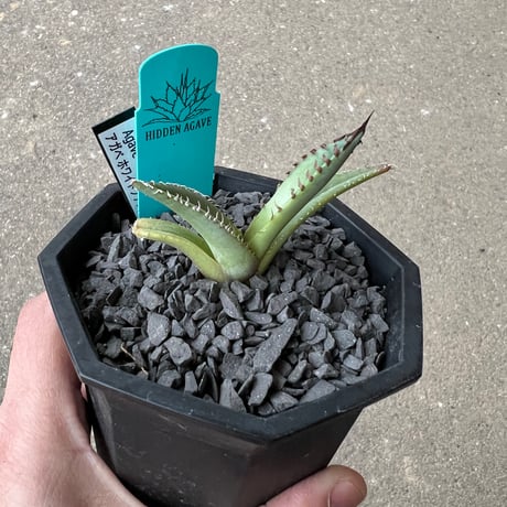 Agave 'White Fang' 2
