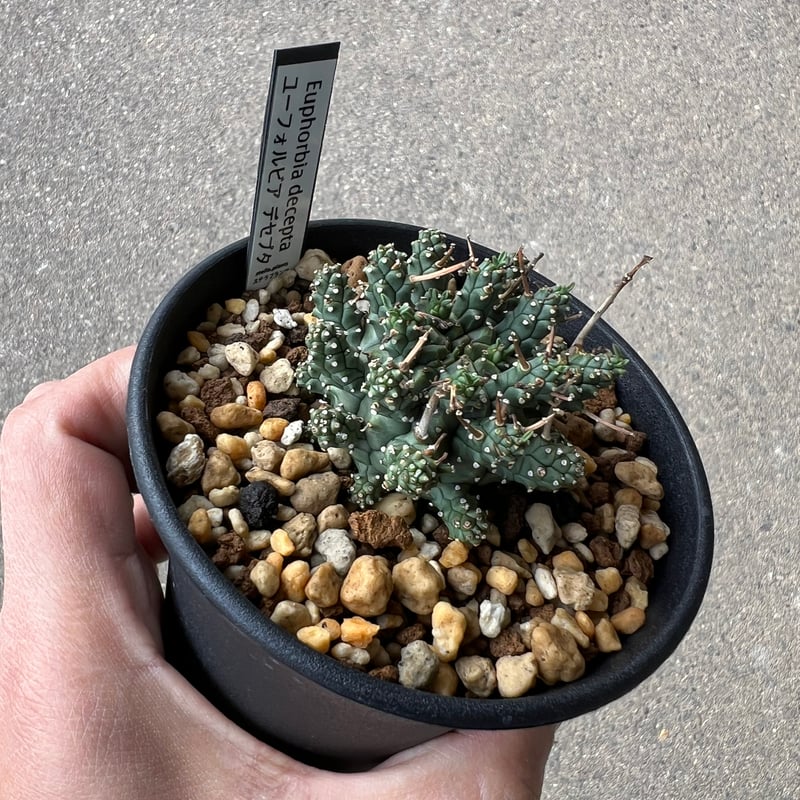 ユーフォルビア デセプタ1 | STELLA.PLANTS