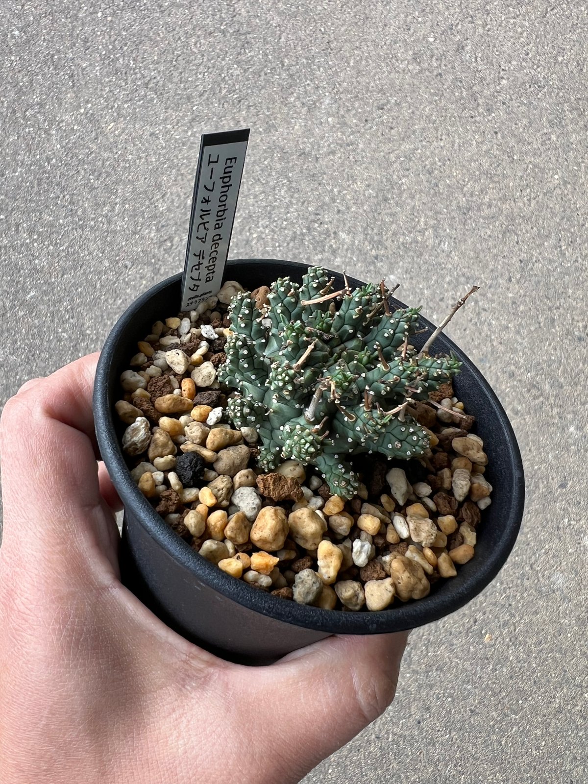 ユーフォルビア デセプタ1 | STELLA.PLANTS