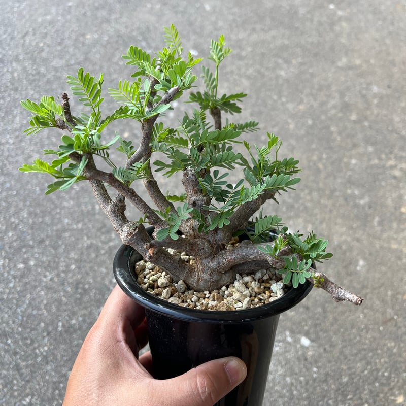 センナ メリディオナリス 3 | STELLA.PLANTS