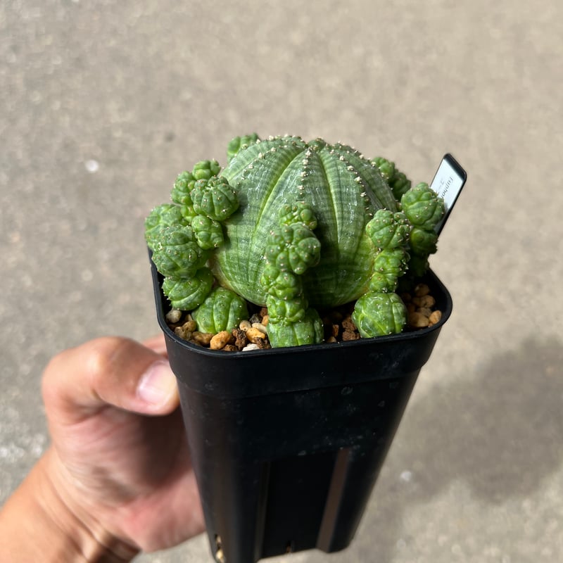 ユーフォルビア シンメトリカ1 | STELLA.PLANTS