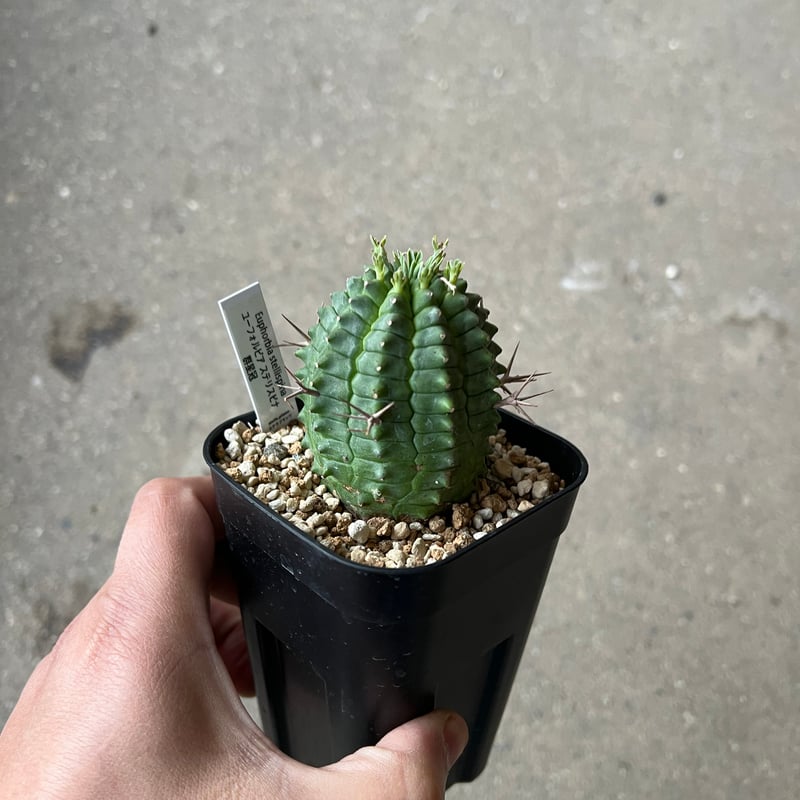 ユーフォルビア　ステリスピナ　メス雌♀　子株5個付 群星冠　ガムケンシス　フスカ ユーフォルビア ステリスピナ メス雌♀ 子株5個付 群星冠 ガムケンシス