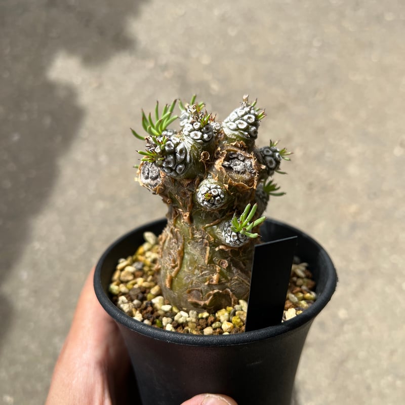 チレコドン ペアルソニー3 | STELLA.PLANTS