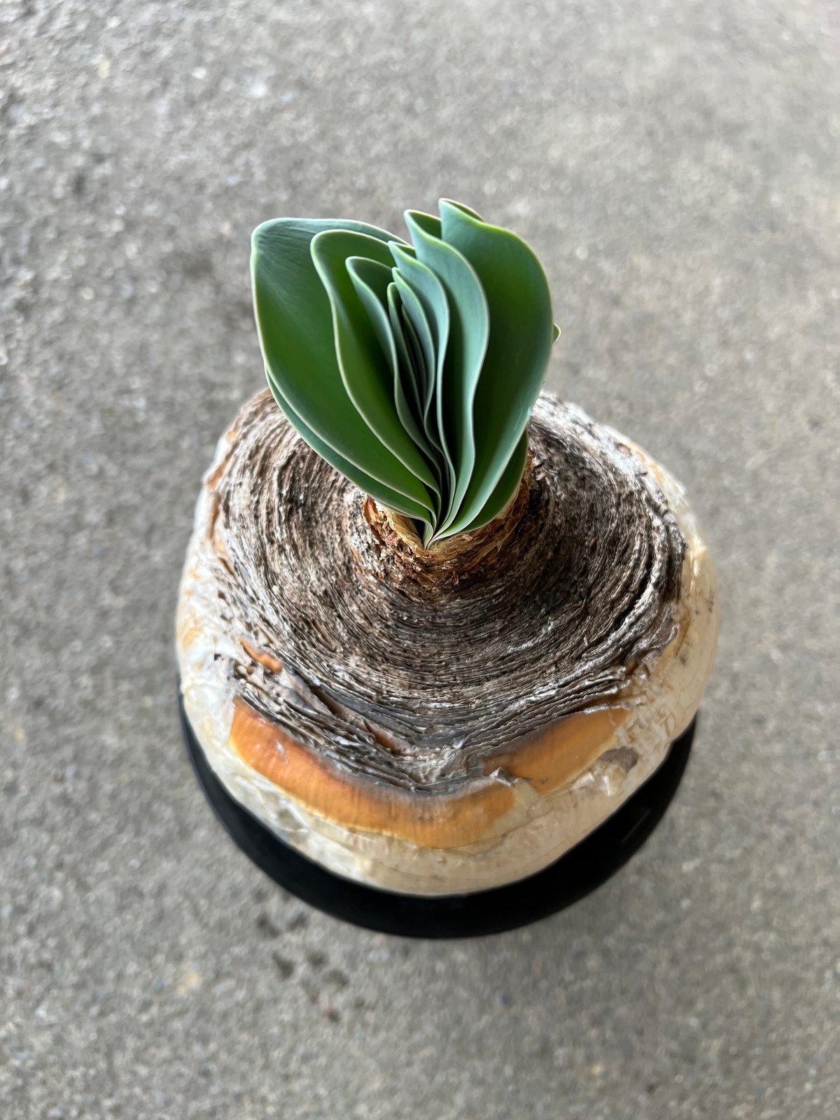 ブーファン ハエマンソイデス | STELLA.PLANTS