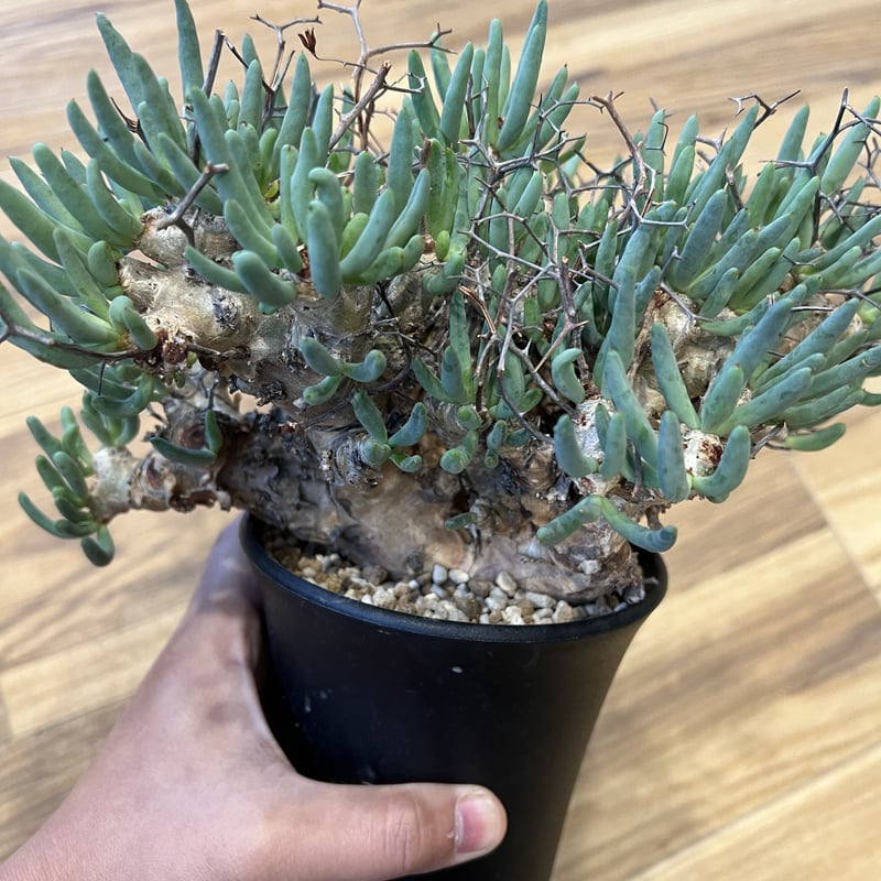 塊根幅約20センチ特大アフロ！ チレコドン レティキュラーツス 万物想