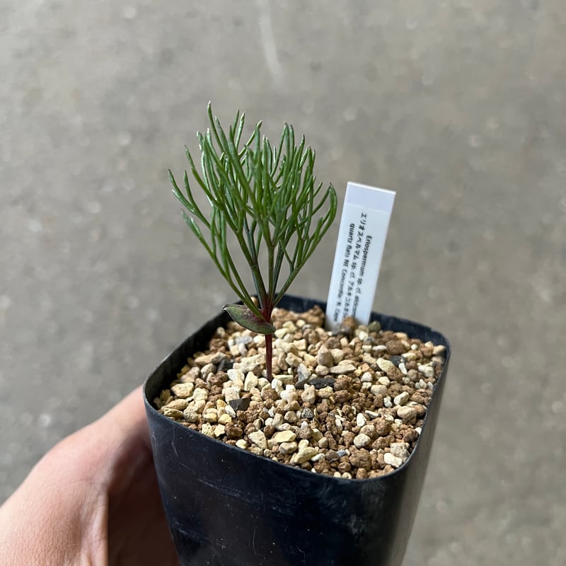 南アフリカ珍奇植物‼️エリオスペルマム アルキコルネ 超レア‼️ 発芽済み‼️南アフリカ珍奇植物‼️エリオスペルマム アルキコルネ 超