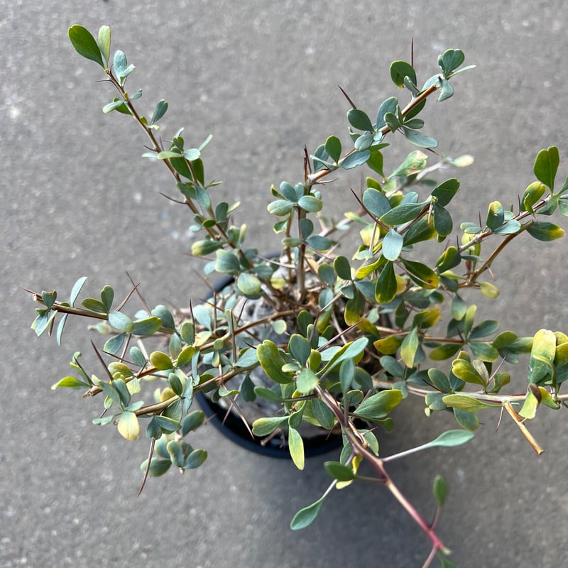 フォークイエリア コルムナリス 観峰玉 | STELLA.PLANTS