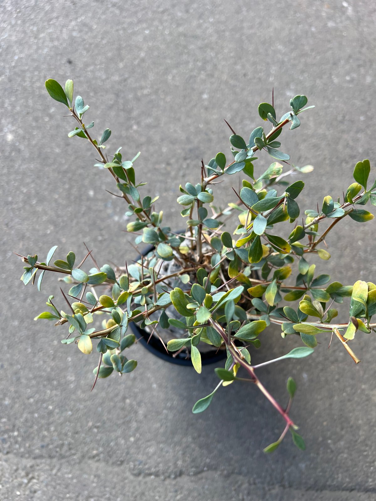 フォークイエリア コルムナリス 観峰玉 | STELLA.PLANTS