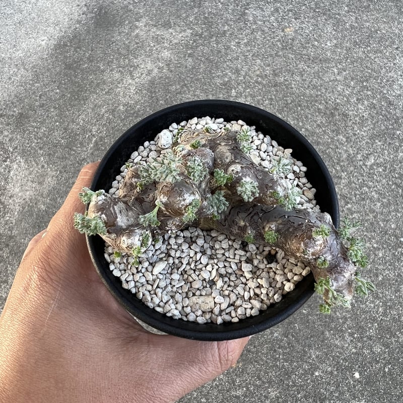 モンソニア ムルチフィダ | STELLA.PLANTS モンソニア ムルチフィダ | STELLA.PLANTS