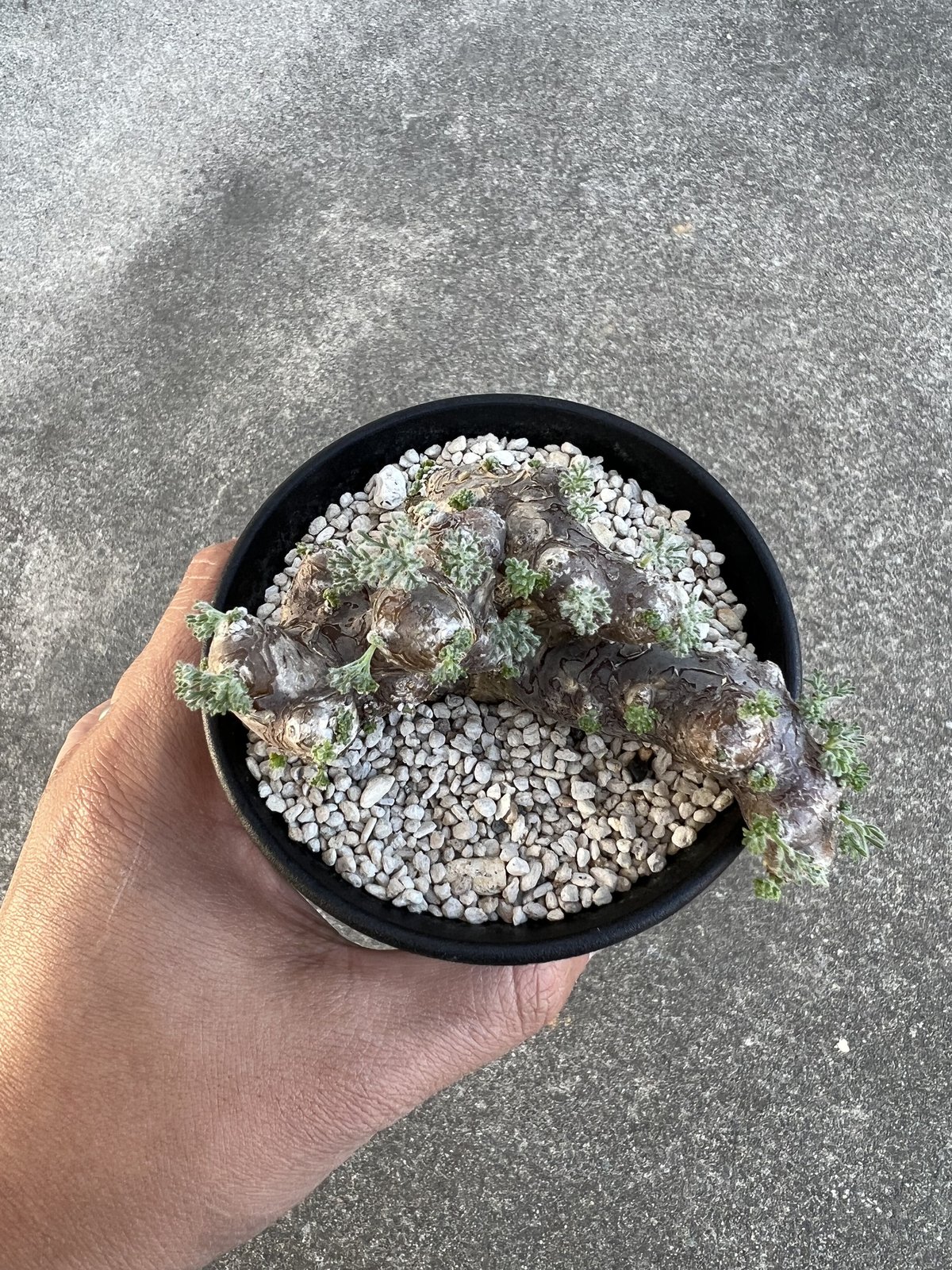 モンソニア ムルチフィダ | STELLA.PLANTS モンソニア ムルチフィダ | STELLA.PLANTS