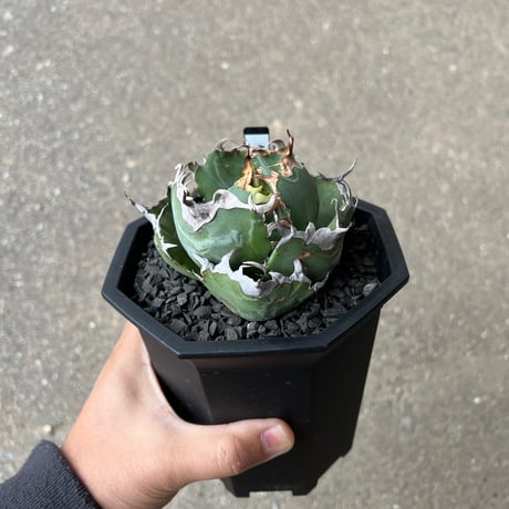 アガベ　白鯨 アガベ・白鯨｜Agave titanota 'Hakugei' 現物株138 アガベ