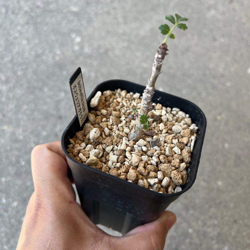 ボスウェリア　サクラ　多分岐 ボスウェリア サクラ 多分岐 発芽報告詳細ページ