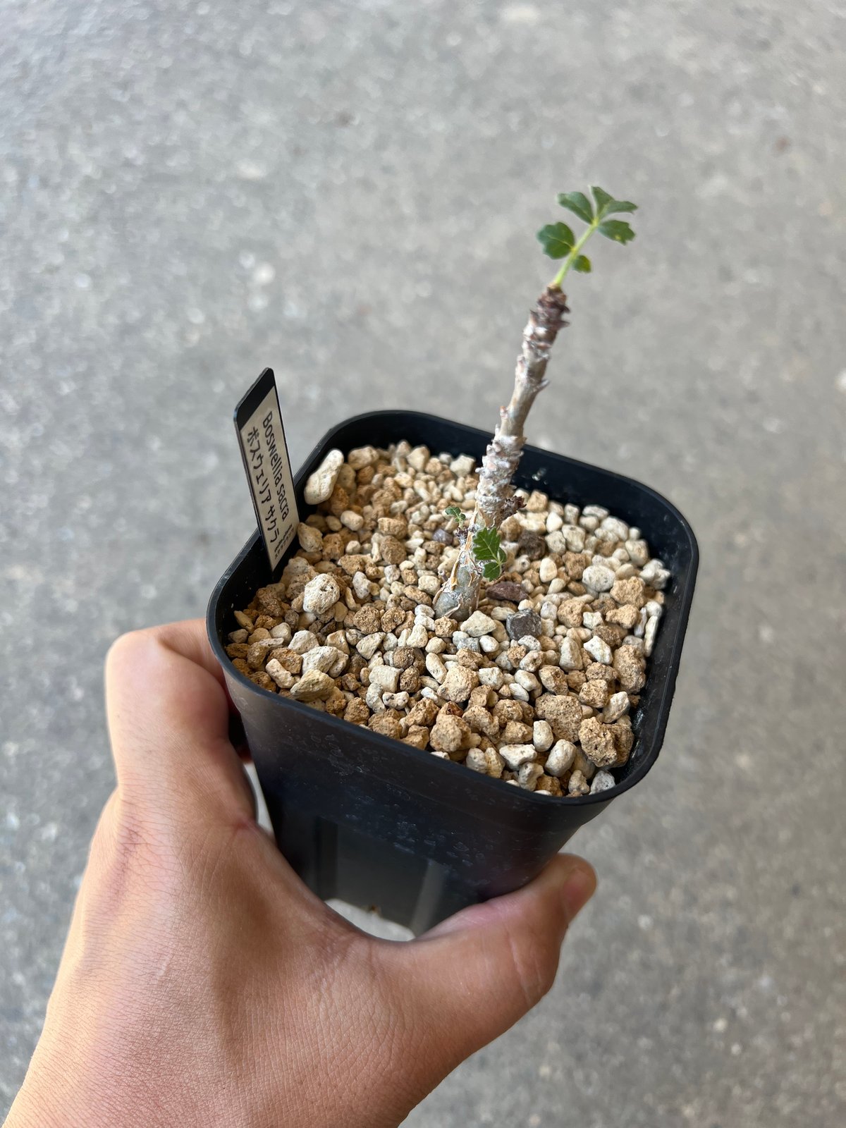 ボスウェリアサクラ ボスウェリア サクラ | STELLA.PLANTS