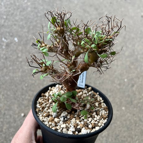 ユーフォルビオイデス | STORES