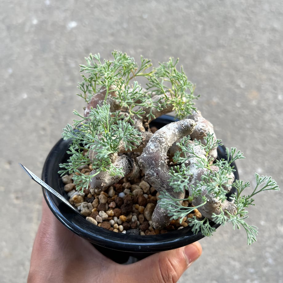 66deb1585015b20166f4249f