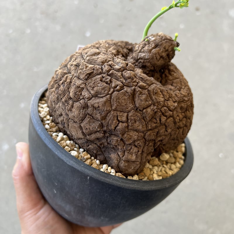 ステファニア スベローサ | STELLA.PLANTS