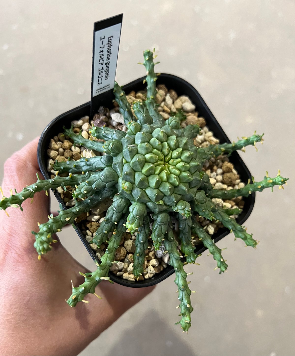 ユーフォルビア　ゴルゴニス　発根済み ユーフォルビア ゴルゴニス | STELLA.PLANTS