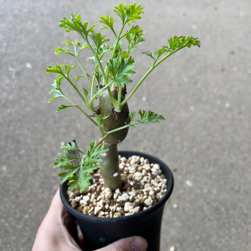 ペラルゴニウム クリズミフォリウム5 | STELLA.PLANTS