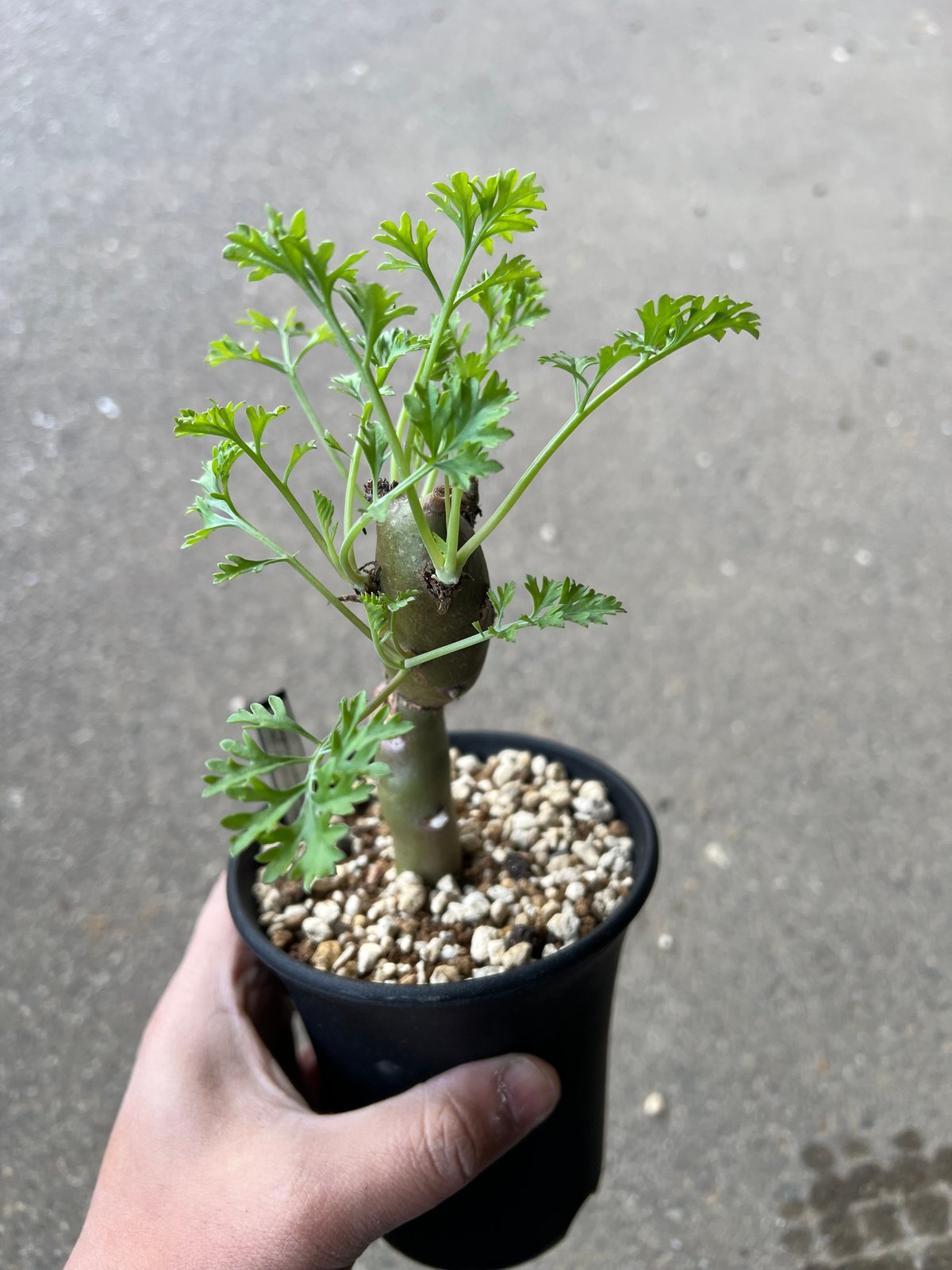 ペラルゴニウム クリズミフォリウム5 | STELLA.PLANTS