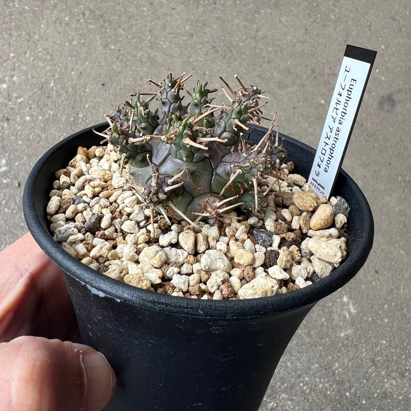 ユーフォルビア　アストロフォラ　実生　鉢ごと発送 ユーフォルビア アストロフォラ ラスト1株 | STELLA.PLANTS
