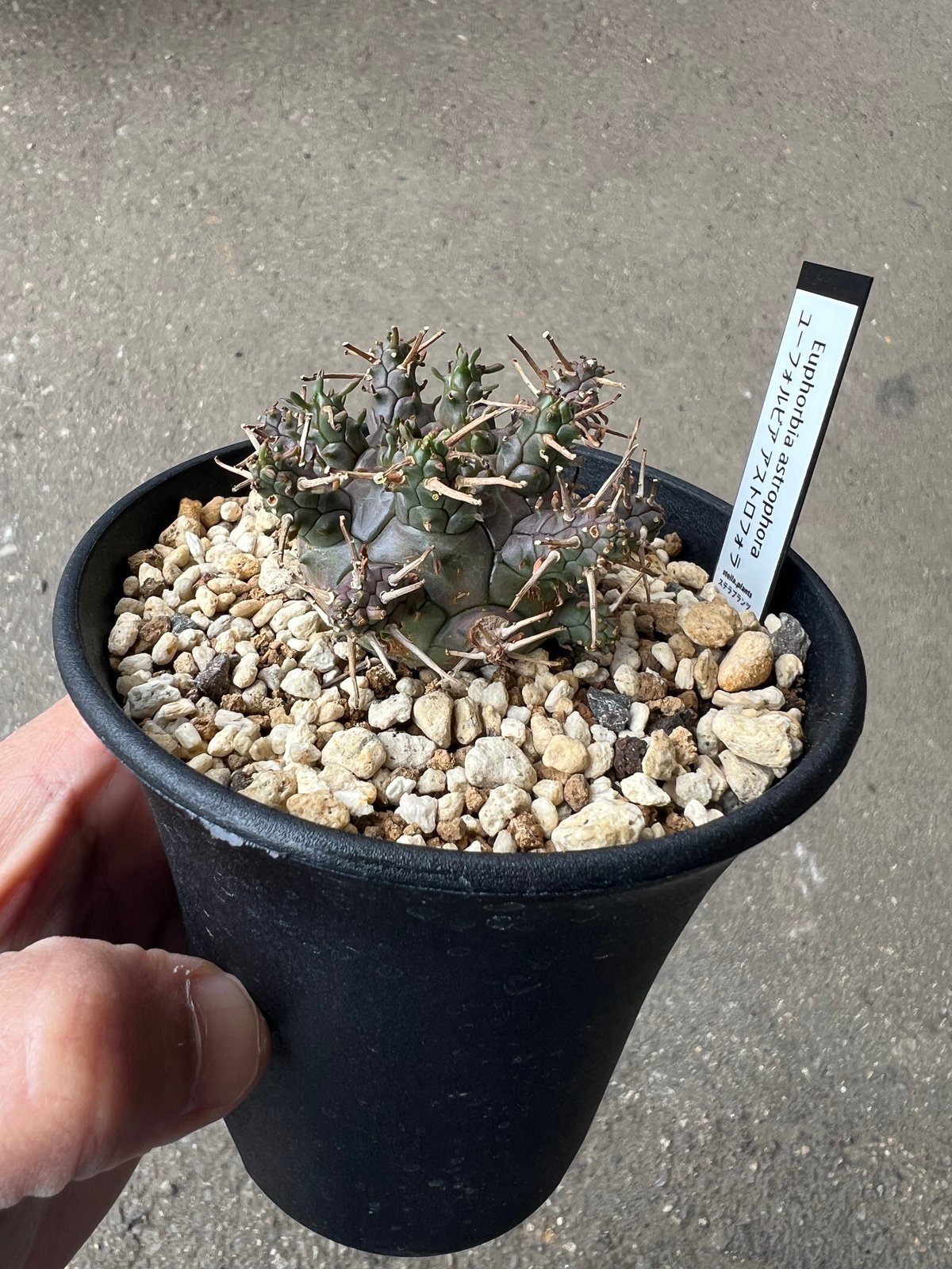 ユーフォルビア　ガムケンシス✖️アストロフォラ　ハイブリッド ユーフォルビア アストロフォラ ラスト1株 | STELLA.PLANTS