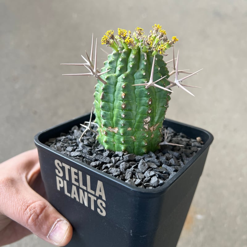 ユーフォルビア 群星冠2 | STELLA.PLANTS