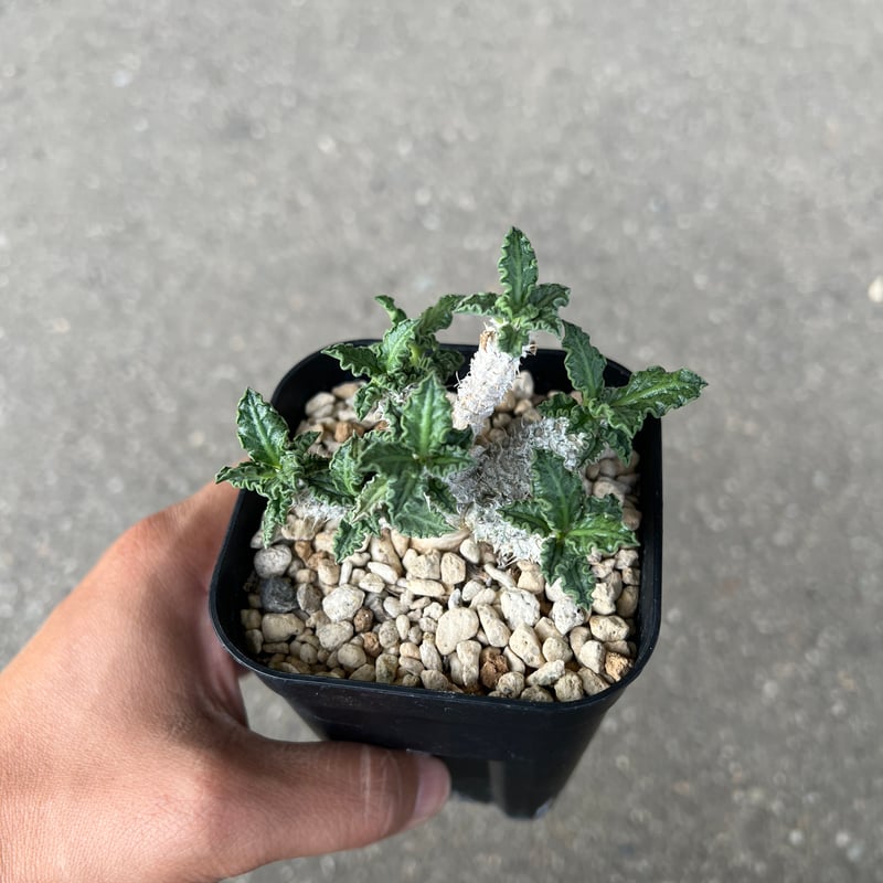 ユーフォルビア トゥレアレンシス | STELLA.PLANTS