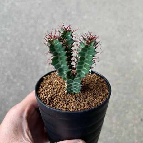 CATEGORY ユーフォルビア | STELLA.PLANTS