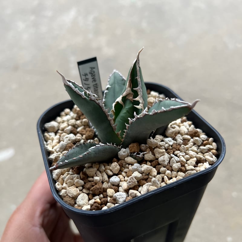 アガベ チタノタ 狼人 2 | STELLA.PLANTS アガベ チタノタ 狼人 2 | STELLA.PLANTS