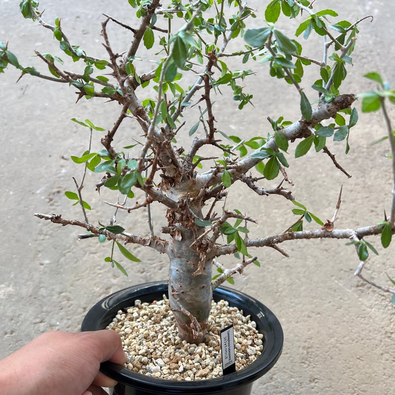 発根済み　現地球　コミフォラ・ハベシニカ 発根済み 現地球 コミフォラ・ハベシニカ コミフォラ ハベシニカ