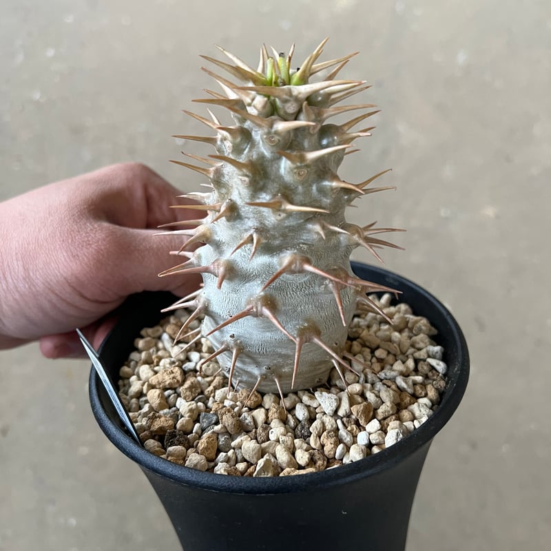パキポディウム アンボンゲンセ | STELLA.PLANTS パキポディウム アンボンゲンセ | STELLA.PLANTS
