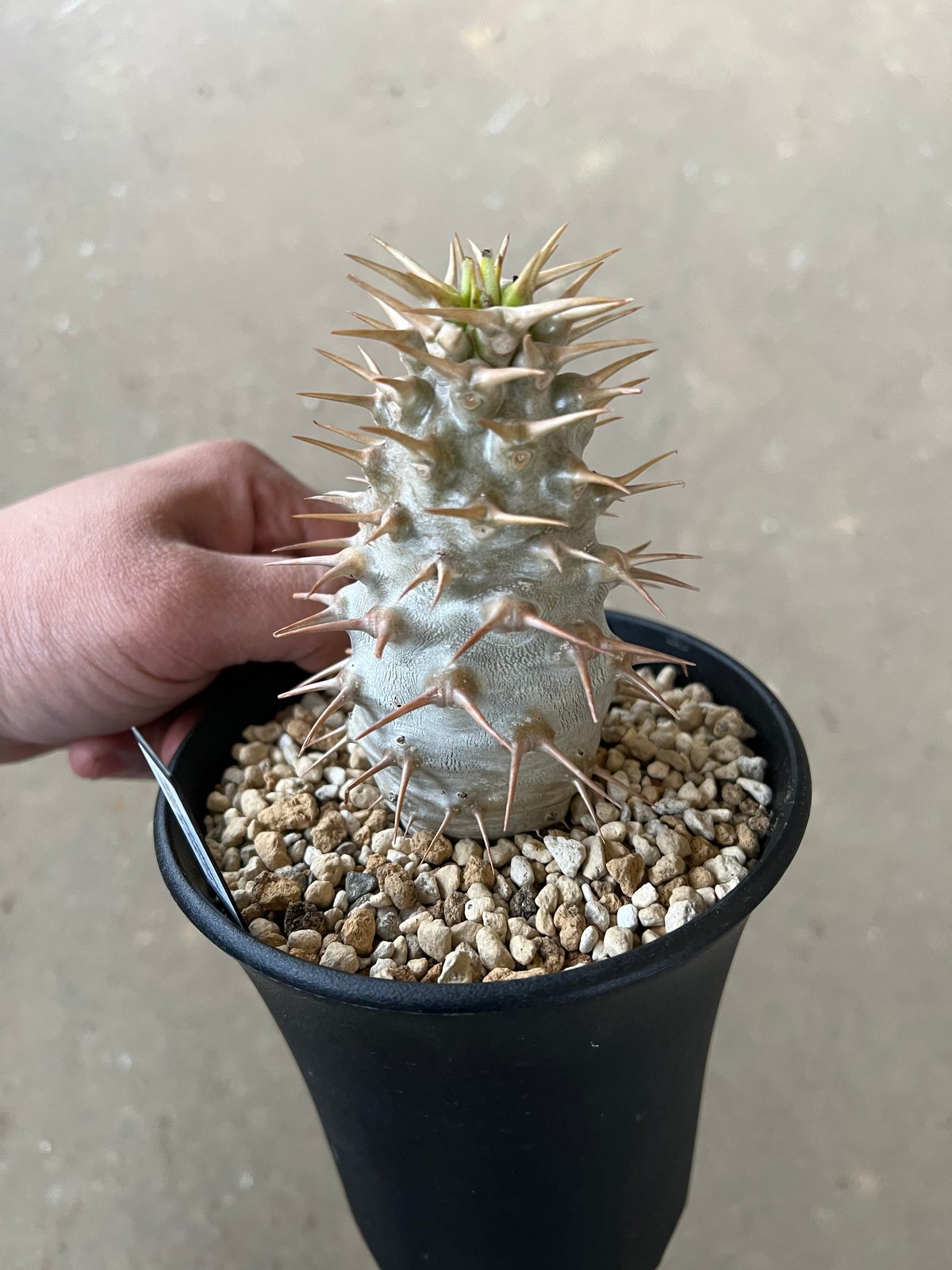 パキポディウム アンボンゲンセ | STELLA.PLANTS パキポディウム アンボンゲンセ | STELLA.PLANTS