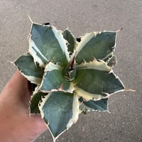 アガベ チタノタ 白鯨錦3