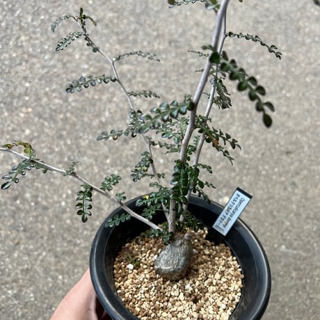 オペルクリカリアデカリー | STORES