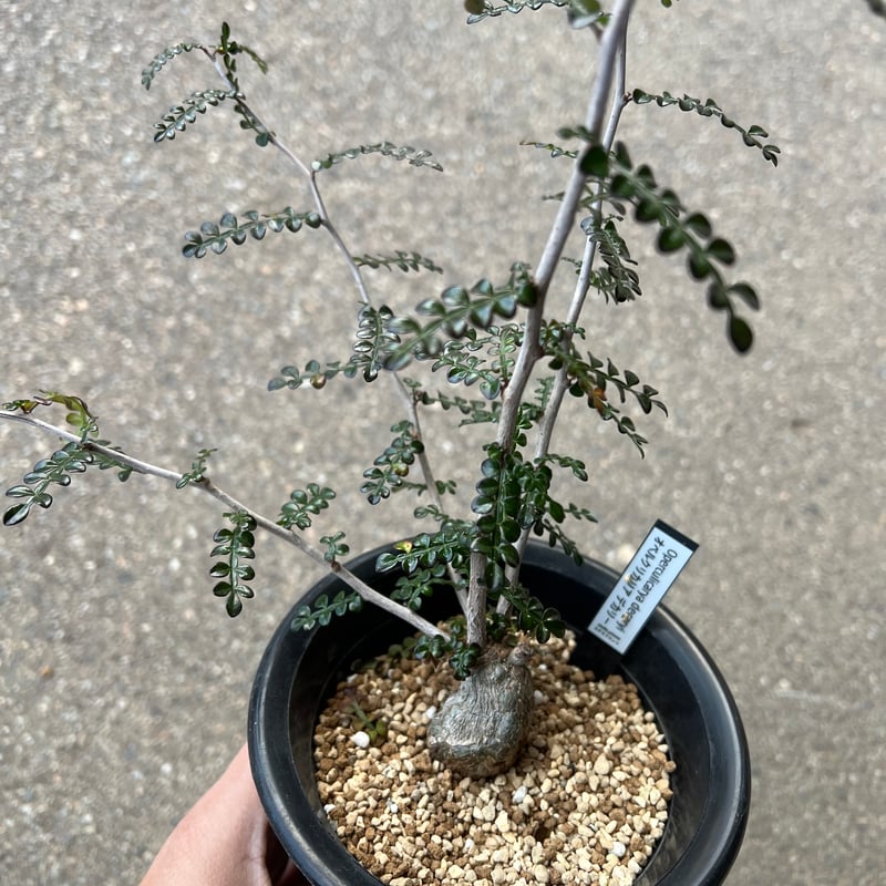 オペルクリカリア デカリー6 | STELLA.PLANTS