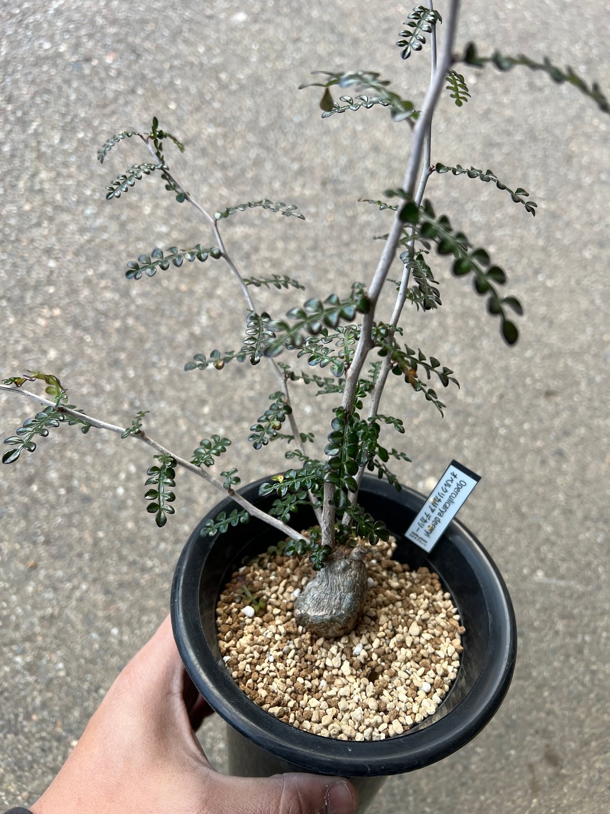 オペルクリカリア デカリー6 | STELLA.PLANTS