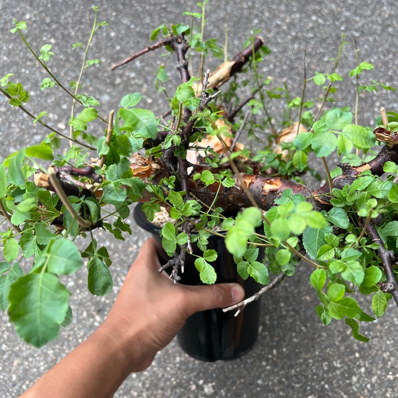 コミフォラ ボラネンシス | STELLA.PLANTS