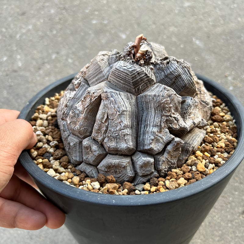 アフリカ亀甲竜 6寸4 | STELLA.PLANTS アフリカ亀甲竜 6寸4 | STELLA.PLANTS