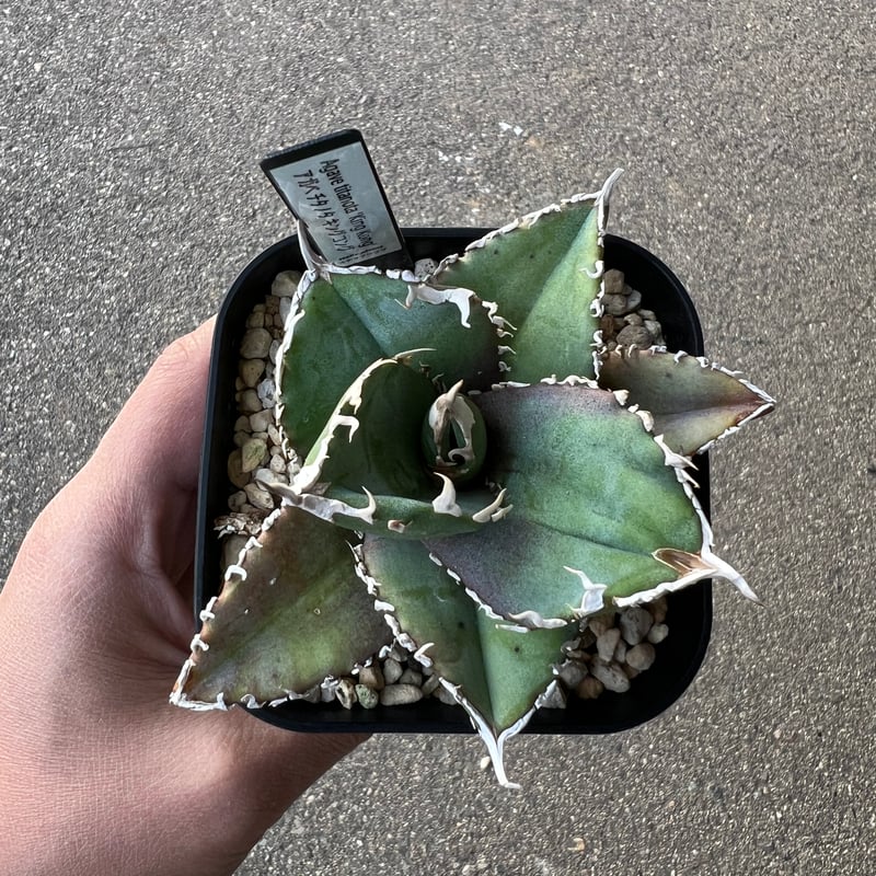 アガベ チタノタ キングコング金剛 | STELLA.PLANTS