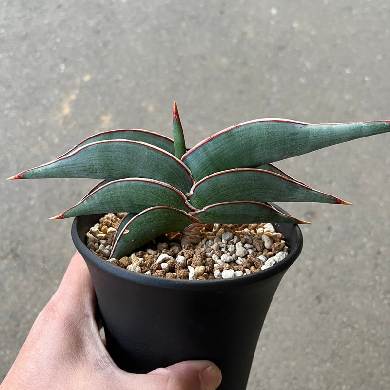 た*か様 ⑤ 【激レアSSS級】 サンスベリア　エイレンシス　サンセベリア　ロリ た*か様 ⑤ 【激レアSSS級】 サンスベリア エイレンシス