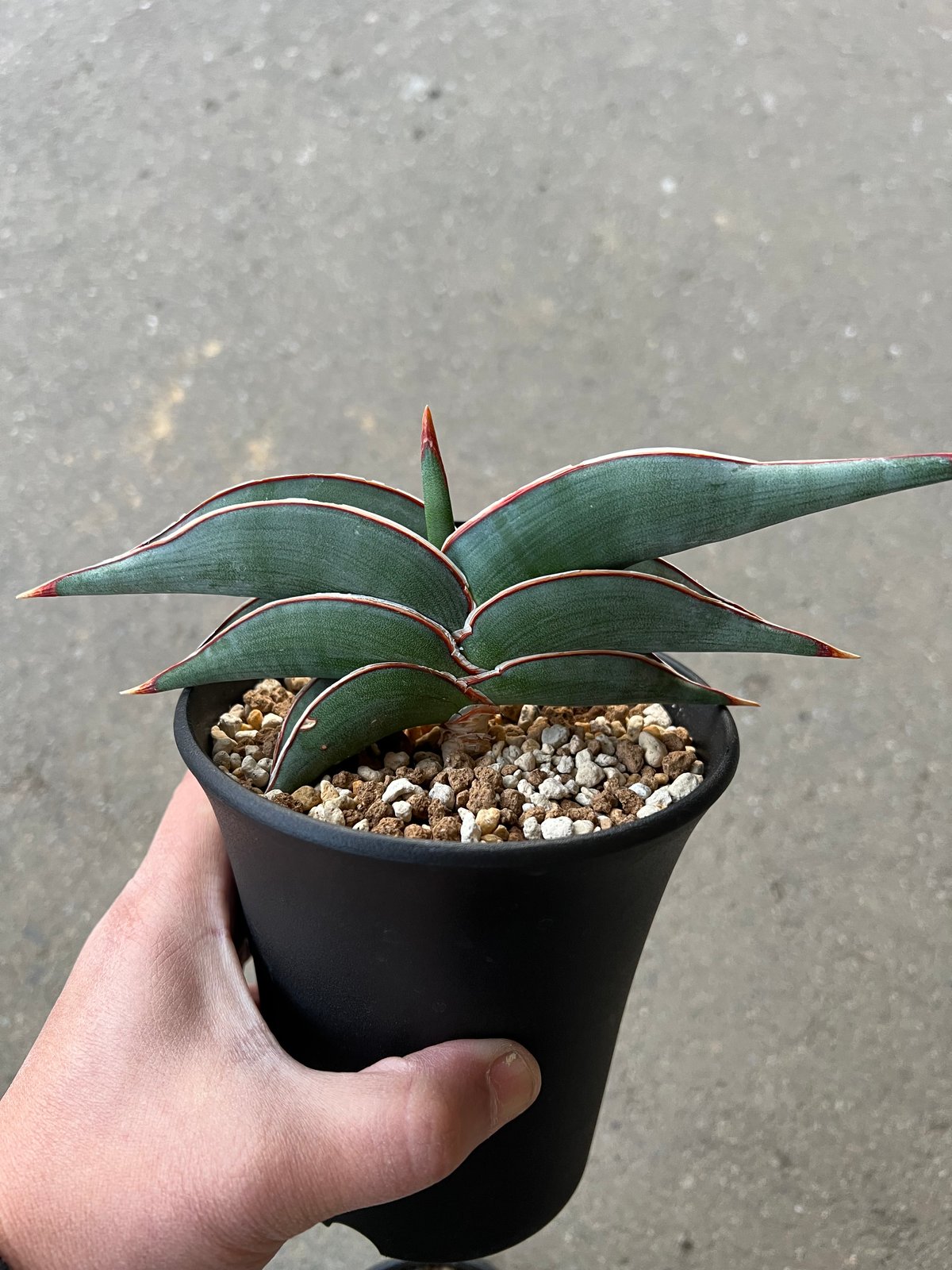 サンセベリア ロリダ | STELLA.PLANTS