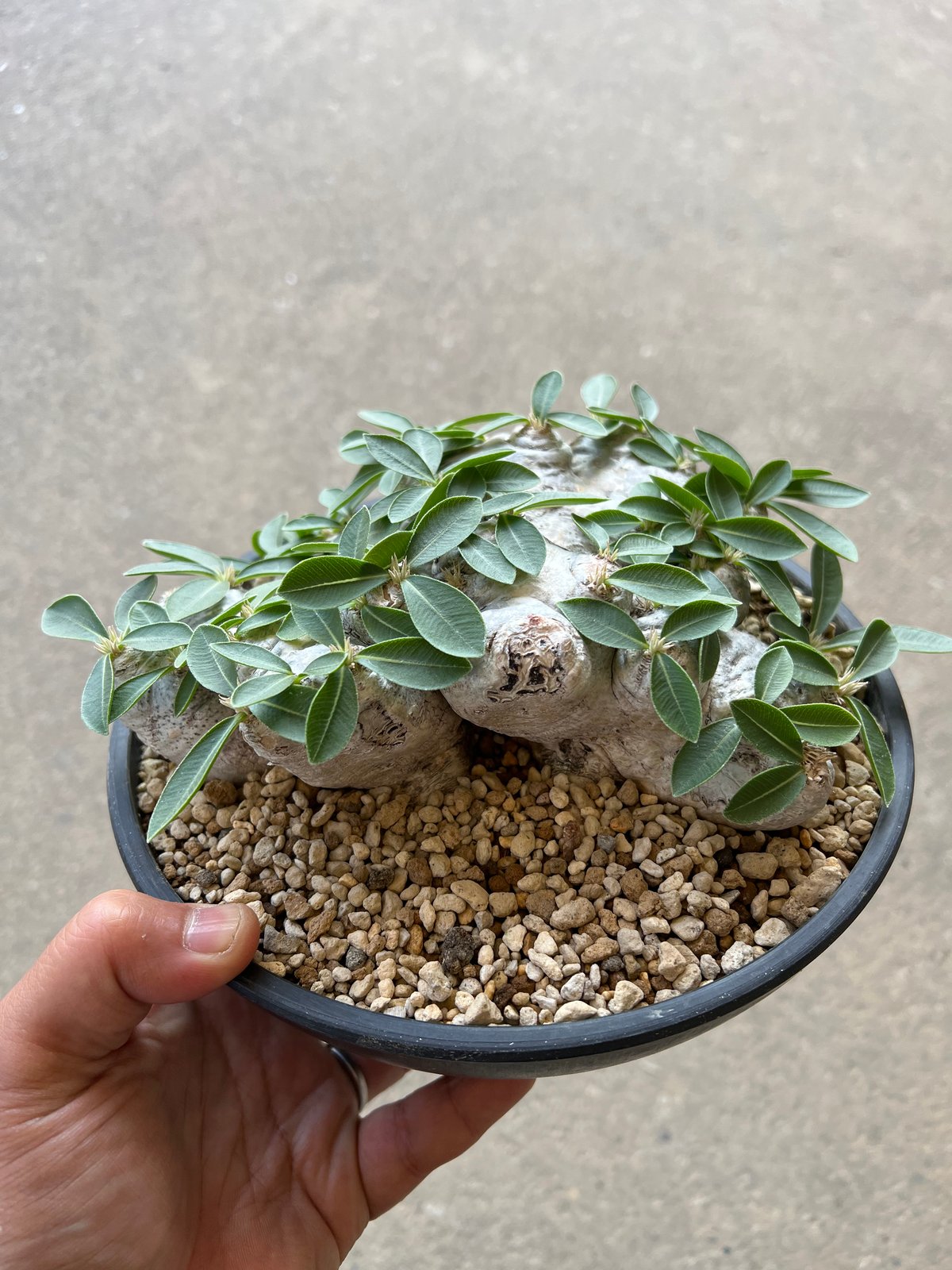 パキポディウム ブレビカウレ 恵比寿笑い | STELLA.PLANTS