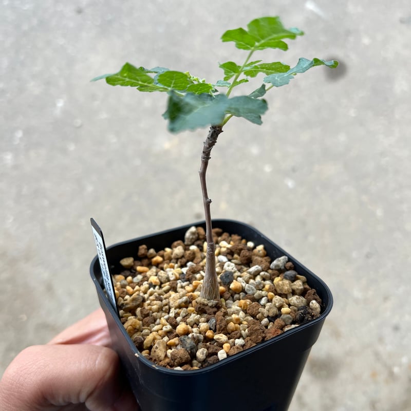 ボスウェリア　サクラ Boswellia sacra